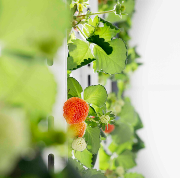 식물공장에서 재배되는 딸기 /사진=오이시이 팜