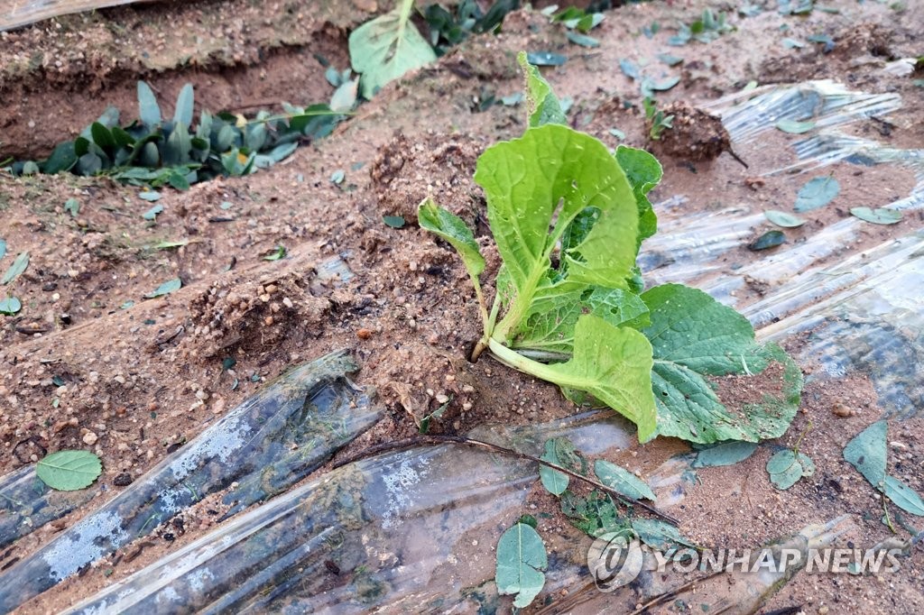 전남 해남군 농경지의 배추밭에서 제11호 태풍 '힌남노'의 영향으로 뿌리 내리지 못하고 쓰러진 김장배추의 모습. / 사진 = 연합뉴스