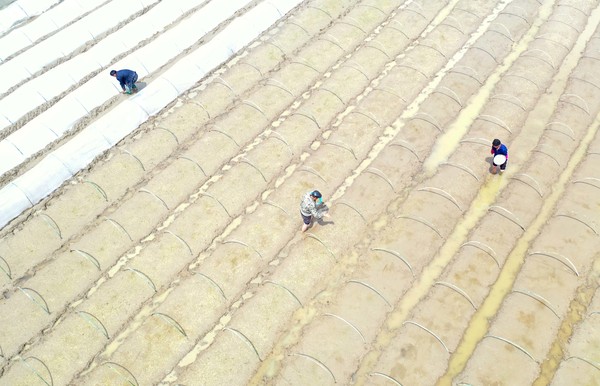 지난 8일(현지시간) 중국 구이저우성 천궁현의 볍씨 생산단지에서 농민들이 일하고 있다. 지난해 하반기 세계 최대 쌀 생산국인 중국의 광범위한 농경지가 폭우와 홍수로 몸살을 앓았다. / 사진=신화연합뉴스