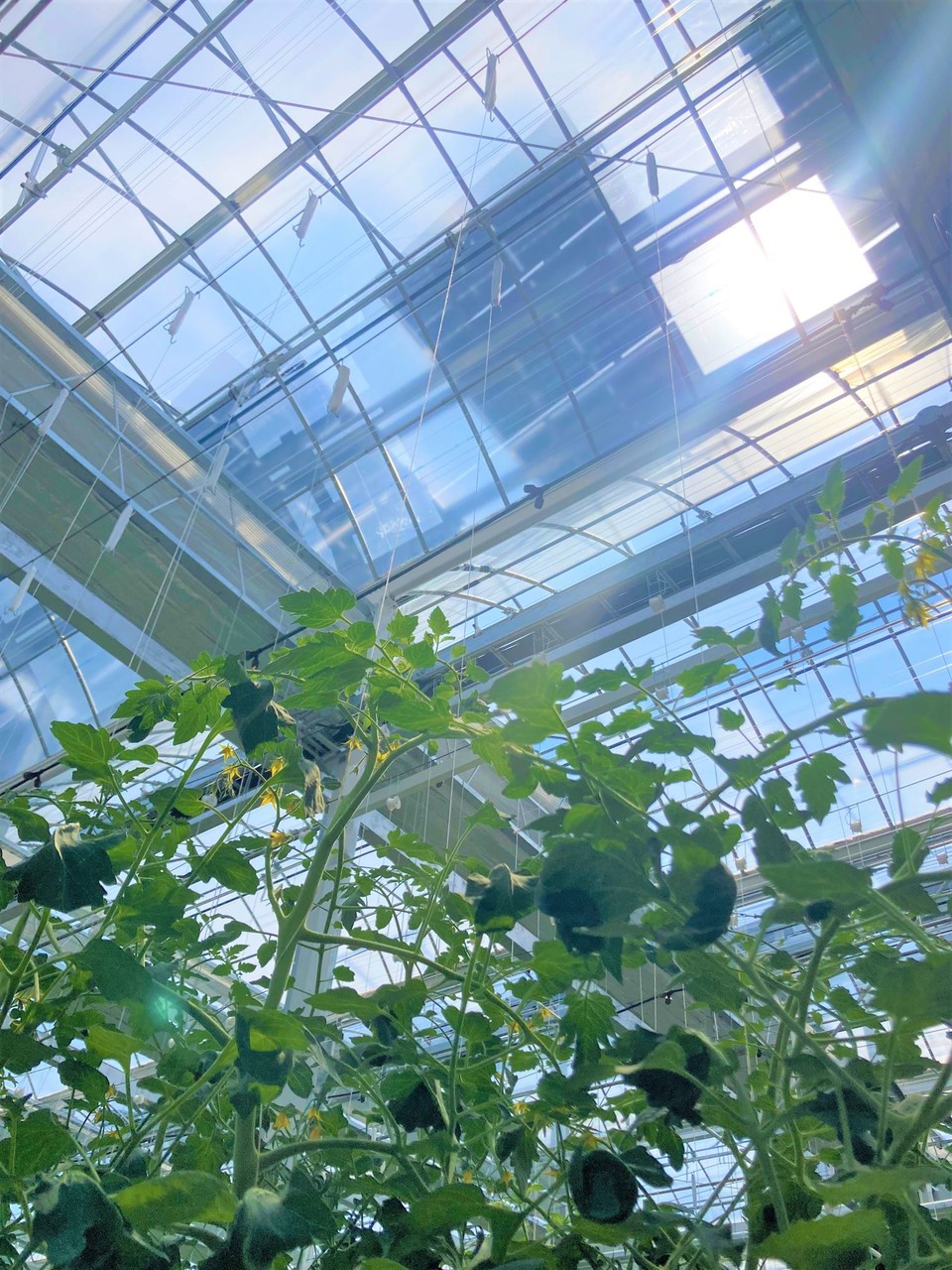 양평농협 스마트농업지원센터 태양광 스마트팜 내부. / 사진=한화솔루션