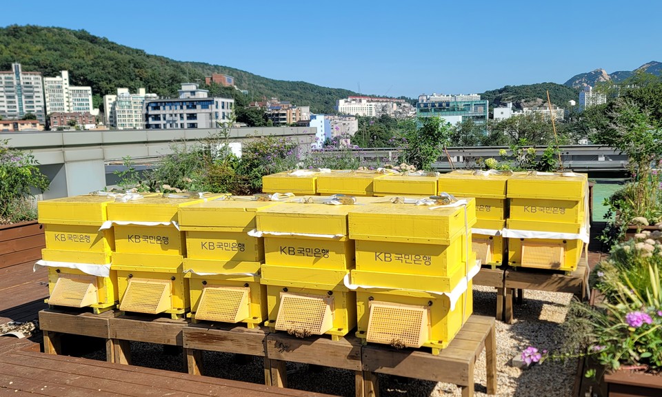 서울 서대문구청 옥상에 마련된 K-Bee 도시양봉장 3호 / 사진=KB국민은행