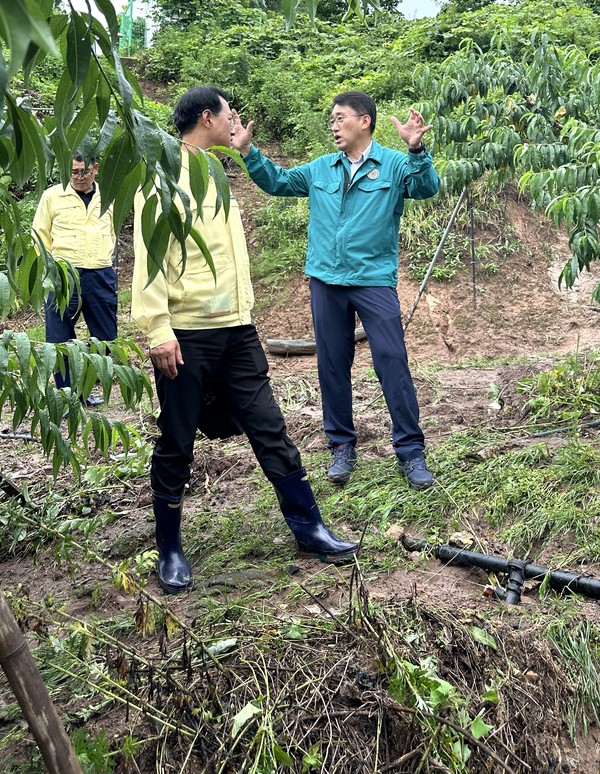 NH농협손해보험 서국동 대표이사가 지난 10일 집중호우피해가 발생한 충북 영동군 소재 농가에 방문해 현황을 점검하고 농업인들을 위로했다고 15일 밝혔다. 서국동 대표가 피해 과수원을 둘러보고 있다. /사진=NH농협손해보험