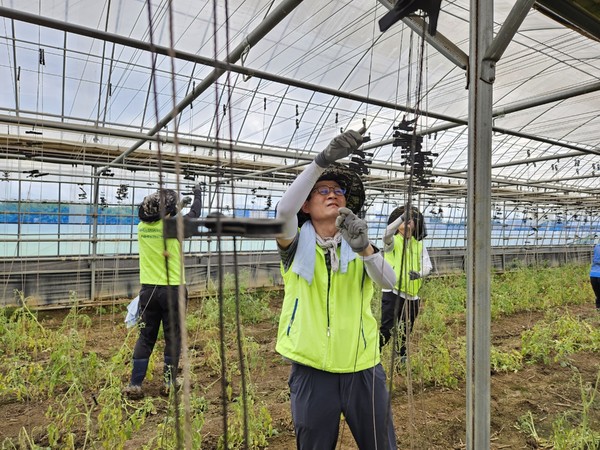 농협은행 여신심사부문 김길수 부행장(맨 앞)과 임직원들이 비닐하우스 시설물 정비작업을 하고 있다. /사진=NH농협은행