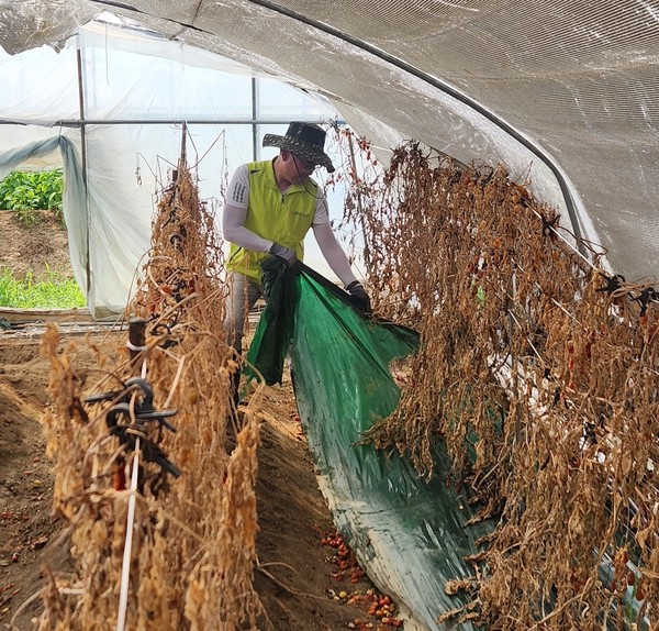 NH저축은행 임직원 봉사단은 5일 충청남도 부여군 관내 농가에서 수해복구 일손돕기를 실시했다. 오세윤 NH저축은행 대표가 집중호우로 손상된 장비와 농작물을 수거하고 있다. /사진=NH저축은행