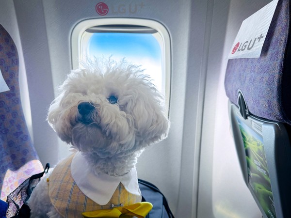 LG유플러스의 반려가구 커뮤니티 플랫폼 '포동'이 제주항공과 오는 10월 반려견 동반 전용기 네 번째 운항길에 오른다. 포동 전용기에 탑승한 반려견의 모습./사진=LG유플러스