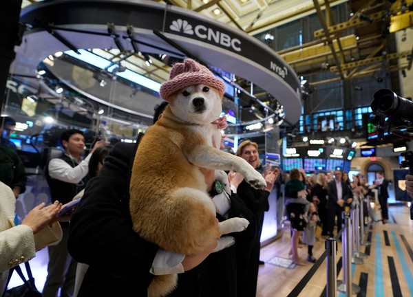 지난 23일(현지시간) 미국 뉴욕 주식시장 개장 시간에 나타난 시바견 한 마리가 눈길을 끌고 있다. 솔라나 블록체인 기반 밈코인 ‘도그위프햇’(dogwifhat)을 상징하는 견공이다. 도그위프햇이 출시된 것은 지난해 11월이다. / 사진=AFP로이터연합뉴스