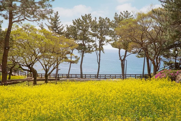 롯데호텔 제주의 산책로 /사진=롯데호텔