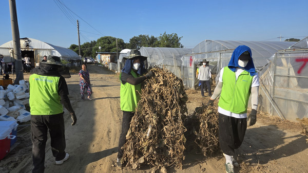 지난 28일 청주 오송 지역의 애호박 재배 농가에서 NH농협캐피탈 임직원들이 일손 돕기를 진행하고 있다. / 사진=NH농협캐피탈