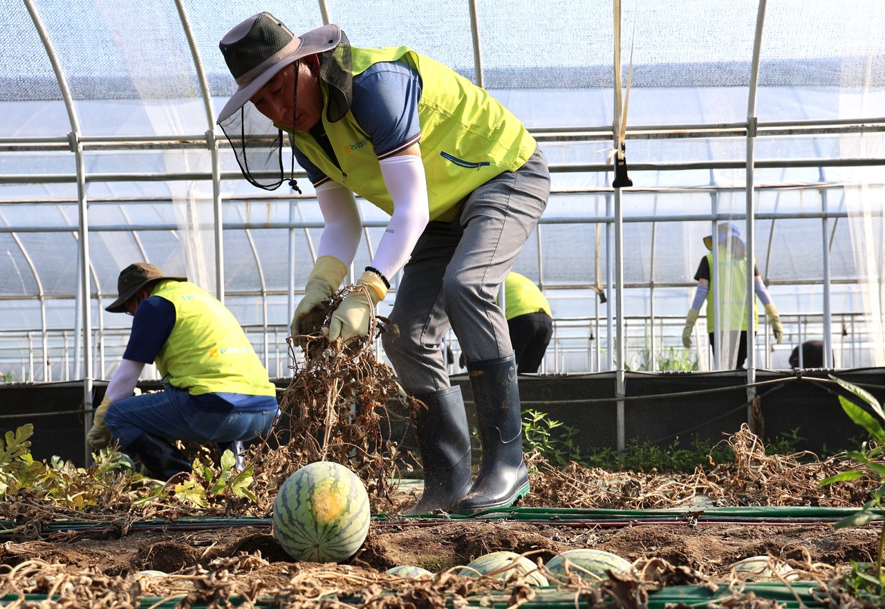 박병희 NH농협생명 대표이사(가운데)와 임직원들이 충남 청양군을 찾아 수해복구를 위한 일손돕기에 나서 구슬땀을 흘리고 있다. / 사진=NH농협생명