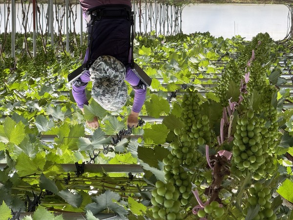 현대자동차·기아는 23일 의왕연구소에서 농촌진흥청과 '착용 로봇 기반 농업 발전 및 사회적 가치 창출을 위한 업무협약'(MOU)을 체결하고, 현대차·기아 로보틱스랩의 착용 로봇 '엑스블 숄더'(X-ble Shoulder)를 활용한 미래 농업 환경 조성에 나선다고 밝혔다. 현대차·기아 로보틱스랩이 개발한 '엑스블 숄더'가 농업 현장에서 활용되는 모습. /사진=현대차·기아