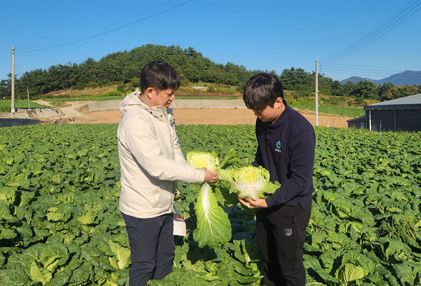 대아청과 관계자들이 지난 29일 전남 해남 배추 산지를 방문해 김장철 배추 작황을 점검하고 있다./사진=호반그룹