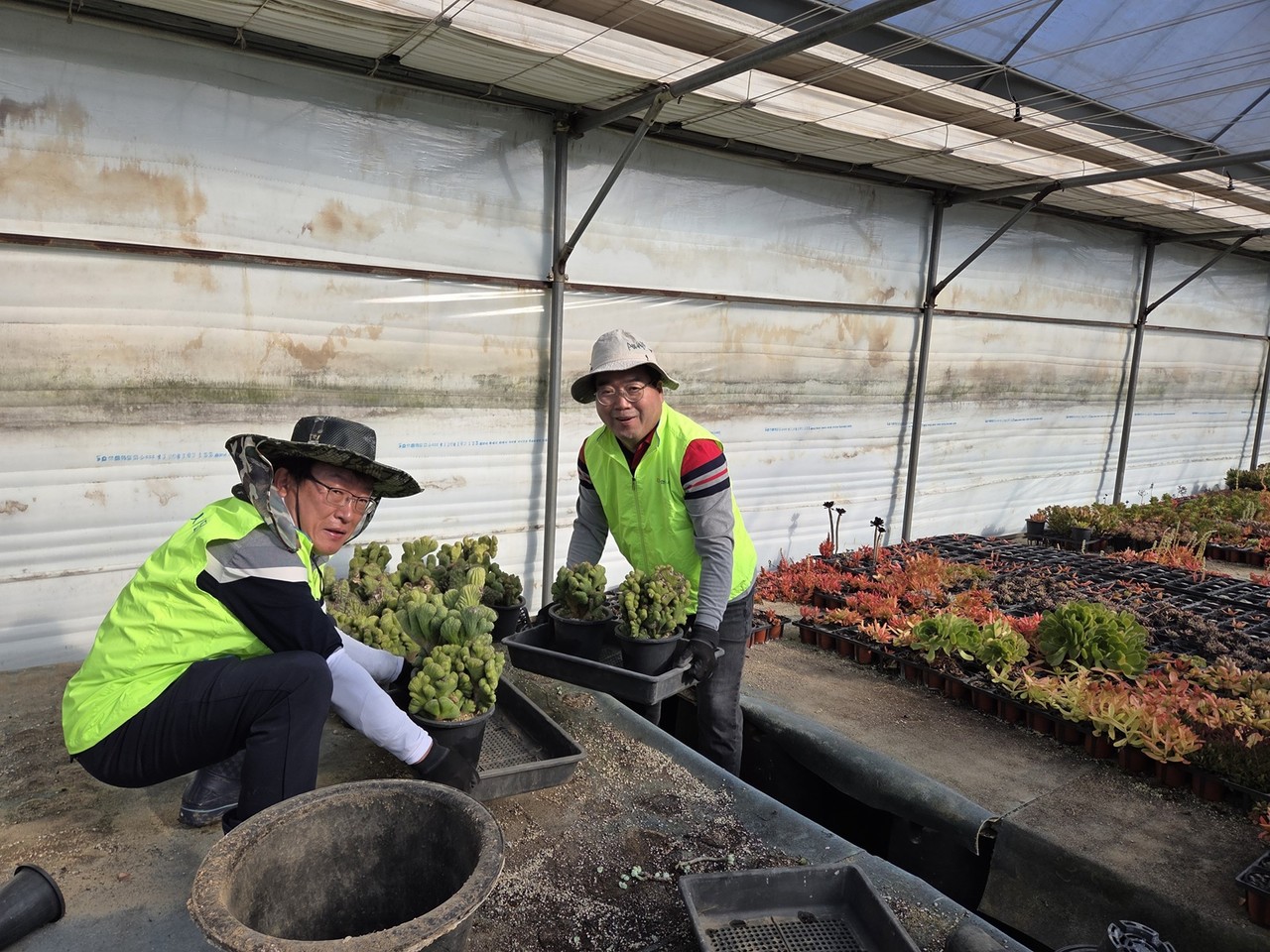 NH농협금융은 11일, 경기도 고양시 원당동에 위치한 다육식물 재배농가를 방문해 수해 피해 복구지원을 위한 농촌 일손돕기를 실시했다. 조정래 부사장(오른쪽)과 박종국 ESG전략부 부장(왼쪽)이 재배시설을 정비하고 있다. / 사진=NH농협금융지주