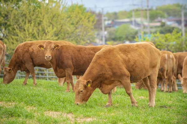 사진=한우자조금