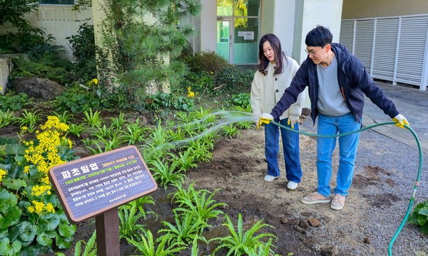 금호석유화학그룹 직원들이 금호제주리조트에 식재한 파초일엽에 관수하고 있다./사진=금호석유화학그룹